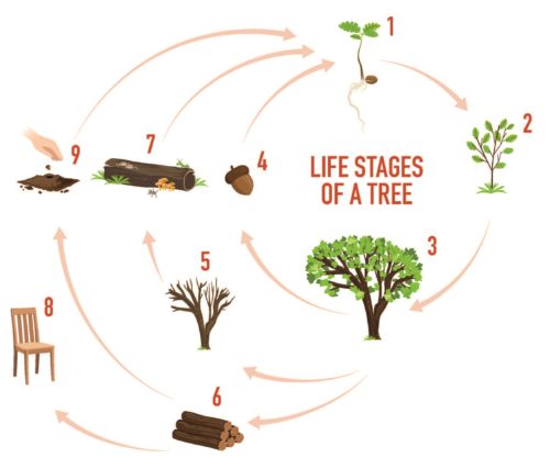 illustrated diagram of a tree's life