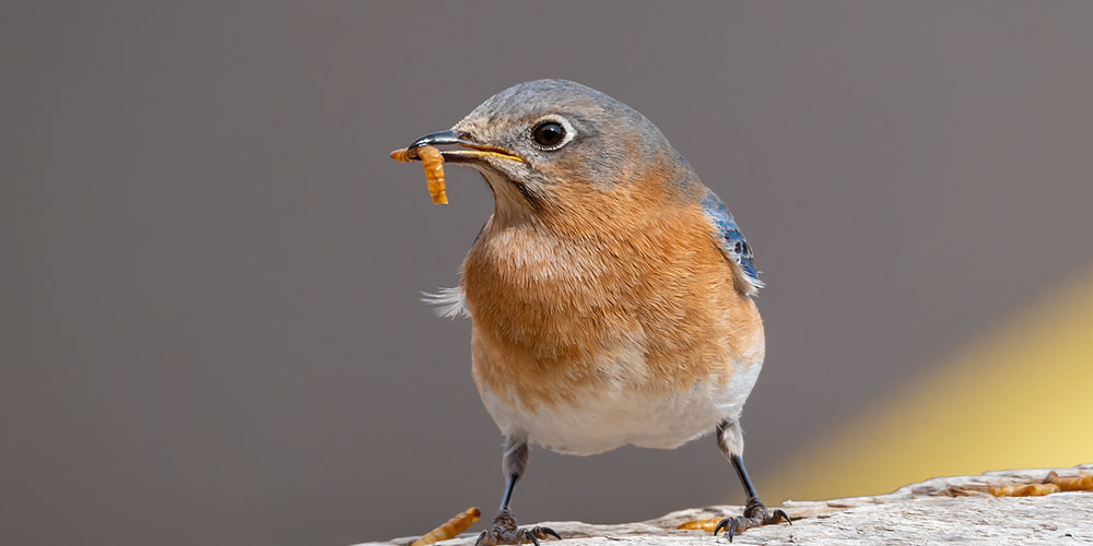 Bird with worm