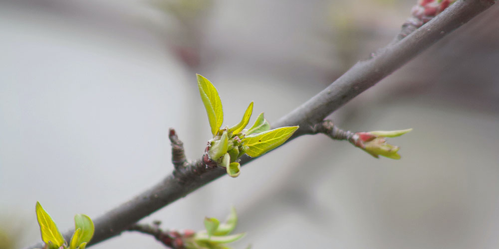 bursting tree buds