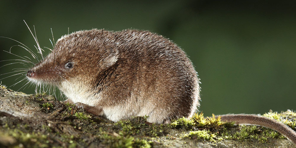 close up of the common shrew on a tree branch