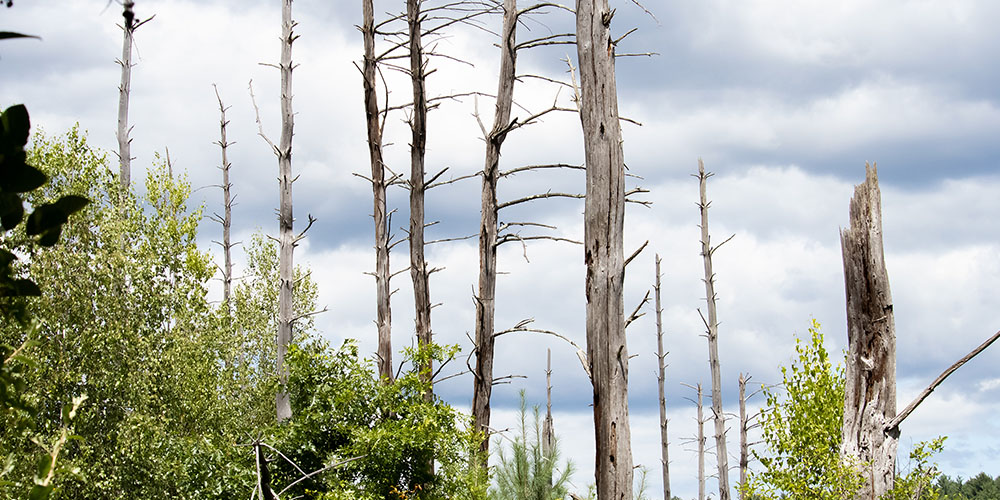 dead leafless trees