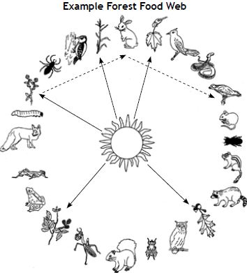 illustration of food web