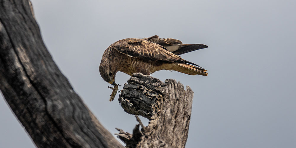 falcon with grasshopper