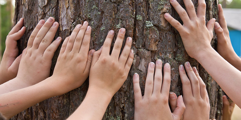childrens' hands touching a tree trunk