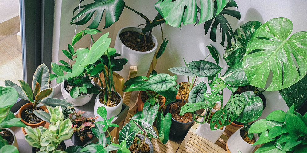 several dozen house plants