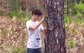 adolescent boy measures a tree's circumference
