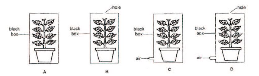 illustration of a plant in a pot