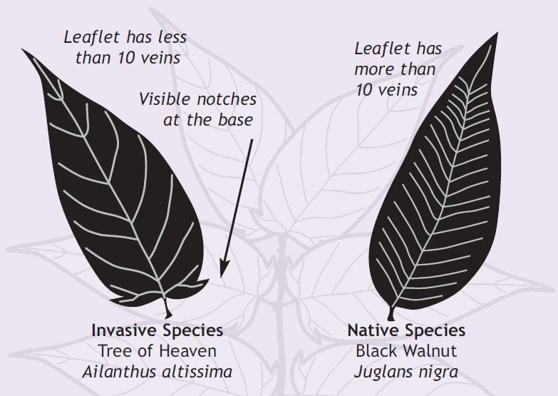 invasive species tree of heaven