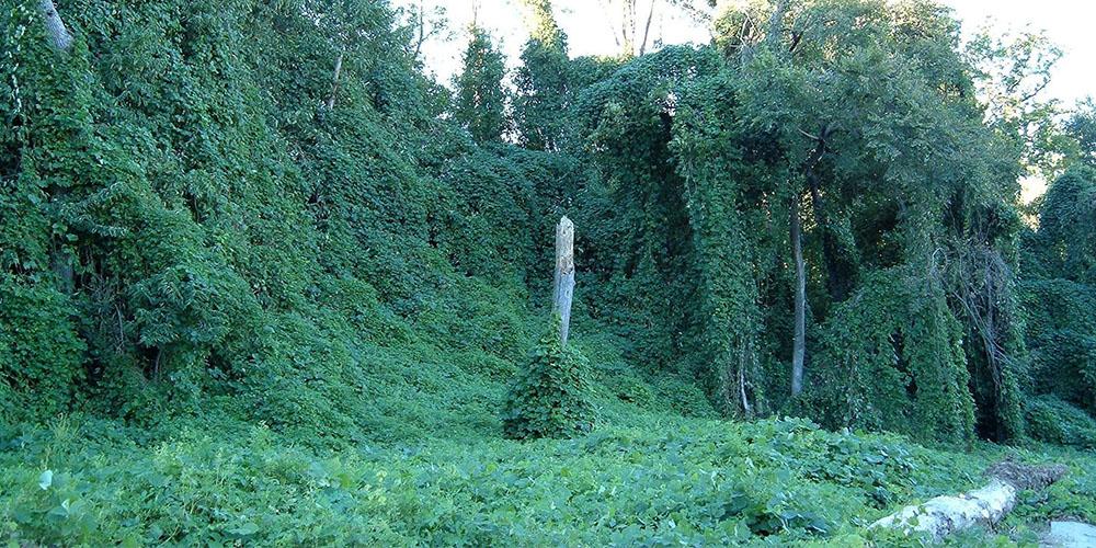 Kudzu smothering trees in Atlanta, Georgia, US