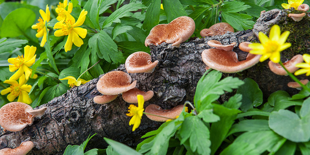 log with mushrooms growing on it