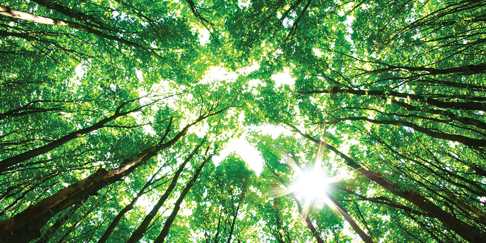 looking up at the sky through the tree canopy
