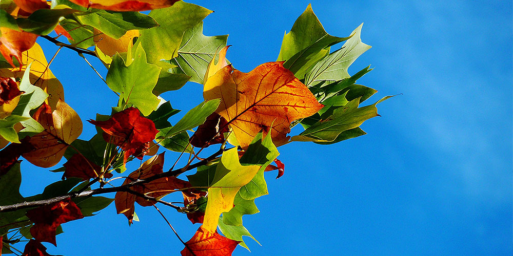 maple leaves changing color