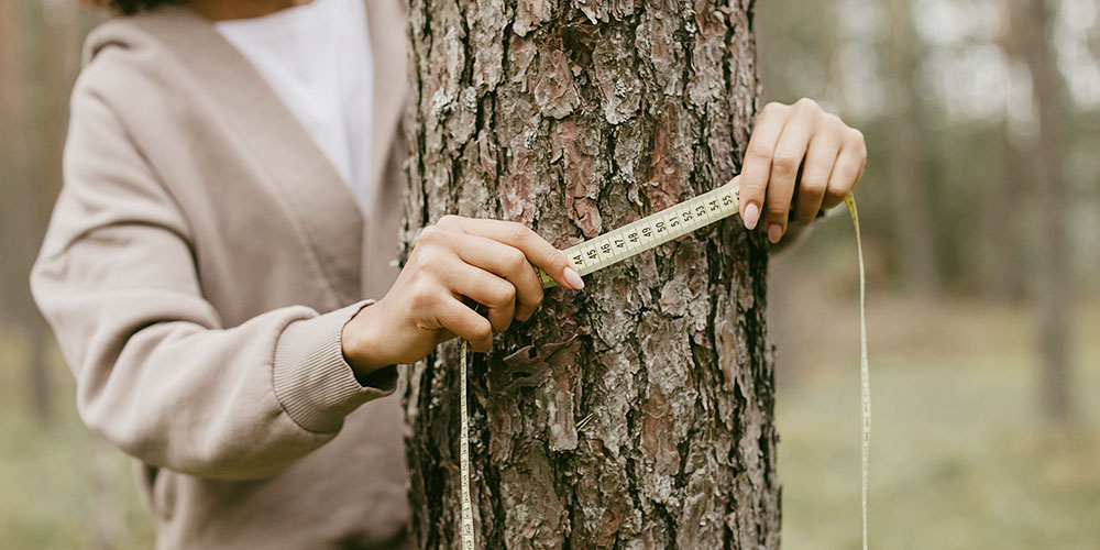 measuring a tree