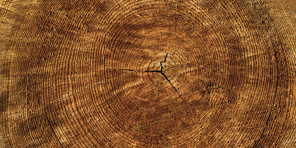 close up of the rings of a tree