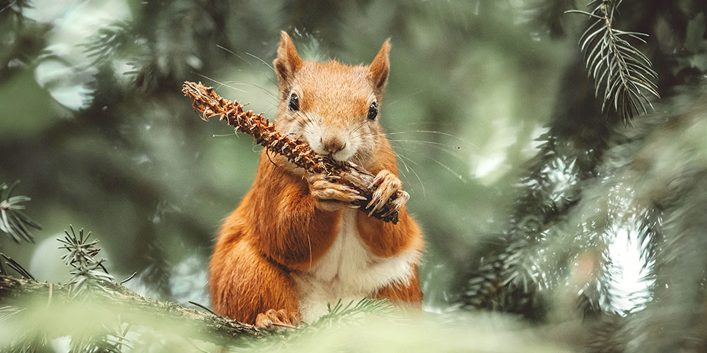 squirrel eating a pine cone