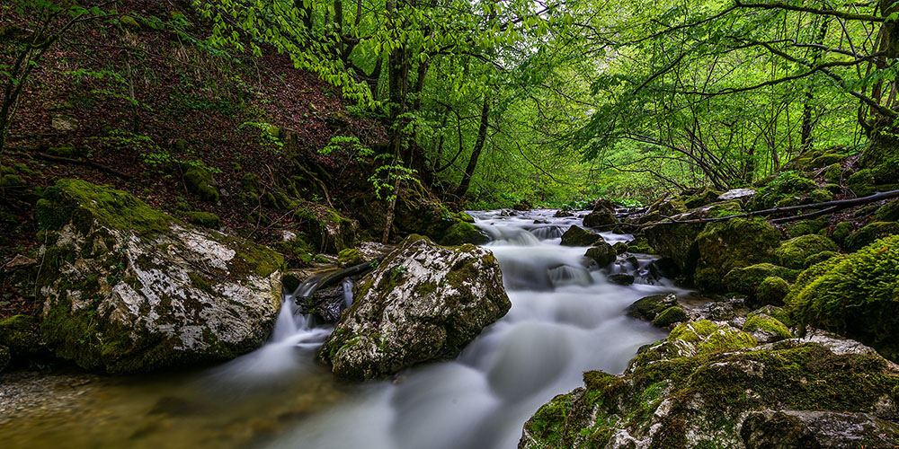 stream in a forest