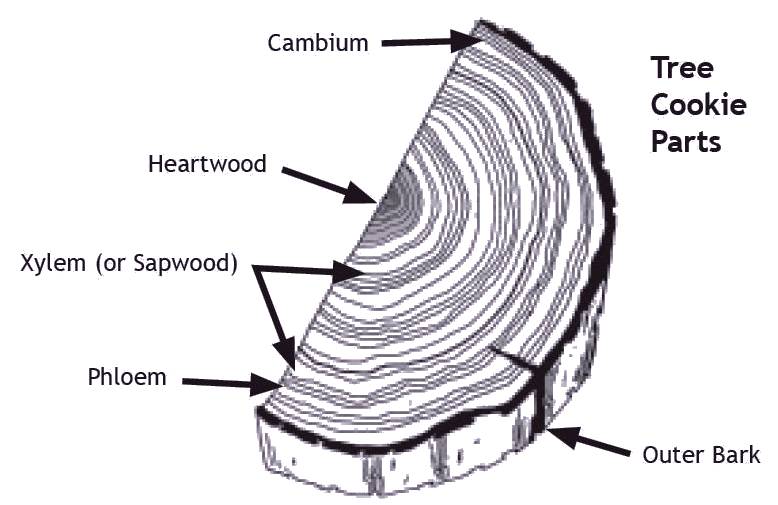 illustration of tree rings