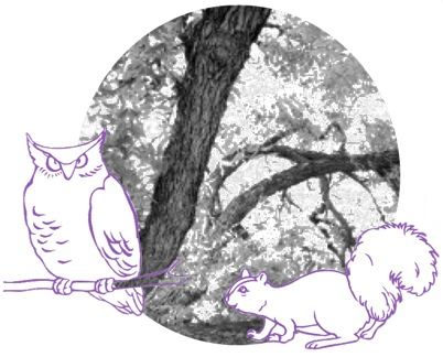 illustration of an owl and a squirrel