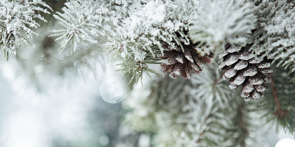 winter evergreen with pine cones
