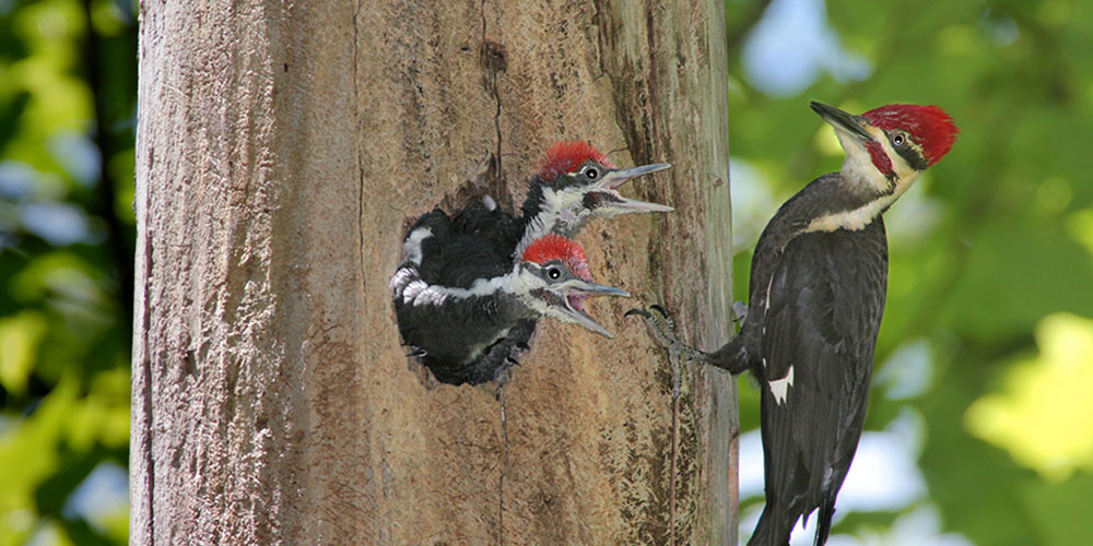 woodpecker chicks in a tree hole