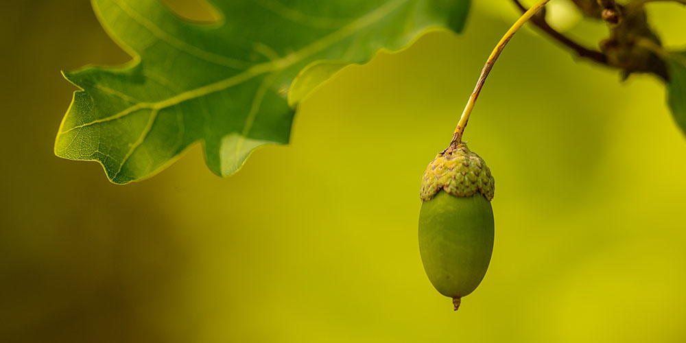 young acorn in oak tree