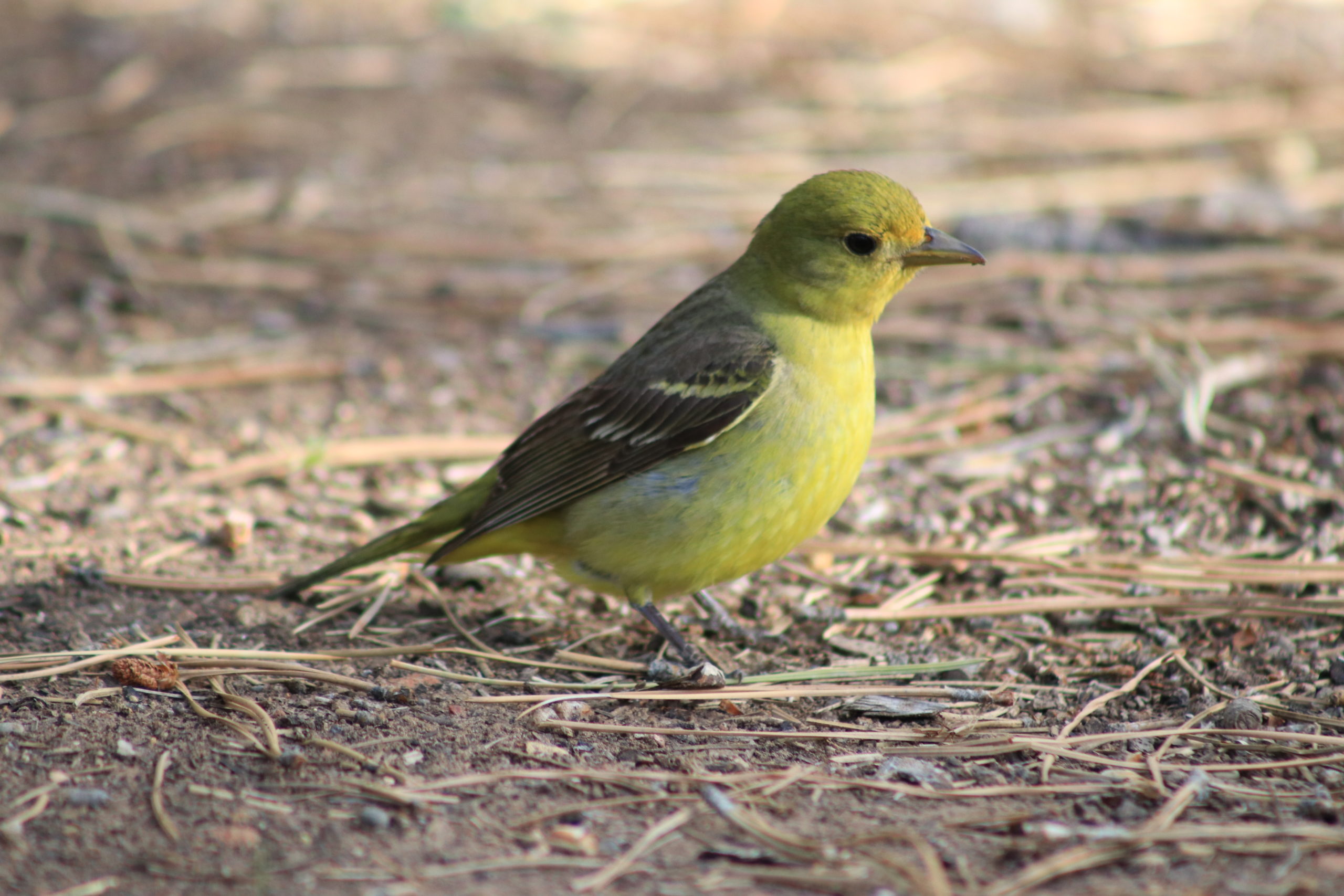 Yellow warbler