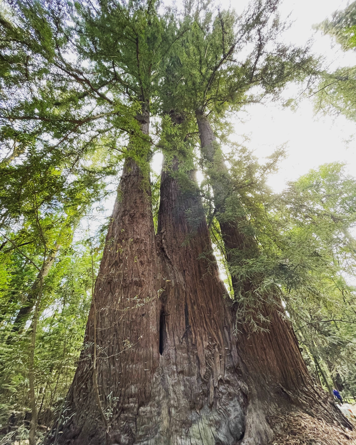 Redwood trees