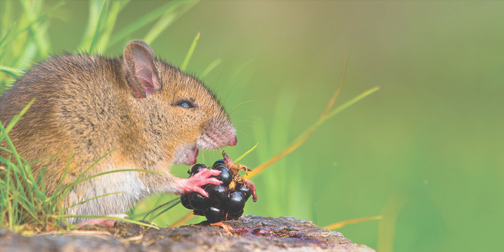 a closeup profile of a squirrel eating a blackberry