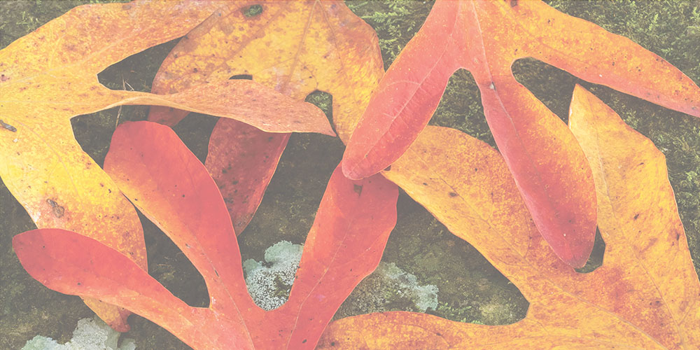 autumn leaves lying on the ground