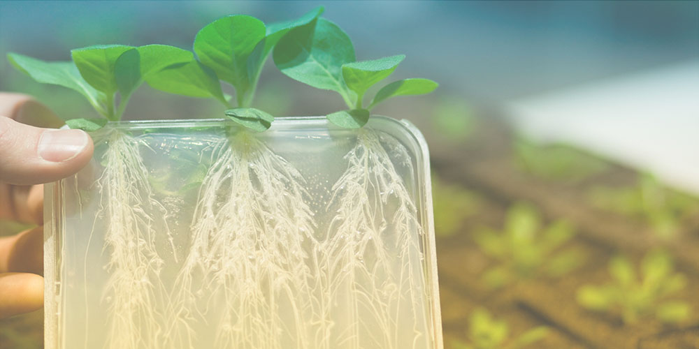 a plant and its roots encased in a lab container.