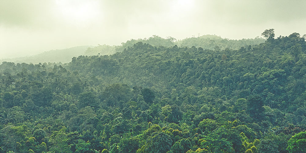 Landscape view of a forest in Brazil
