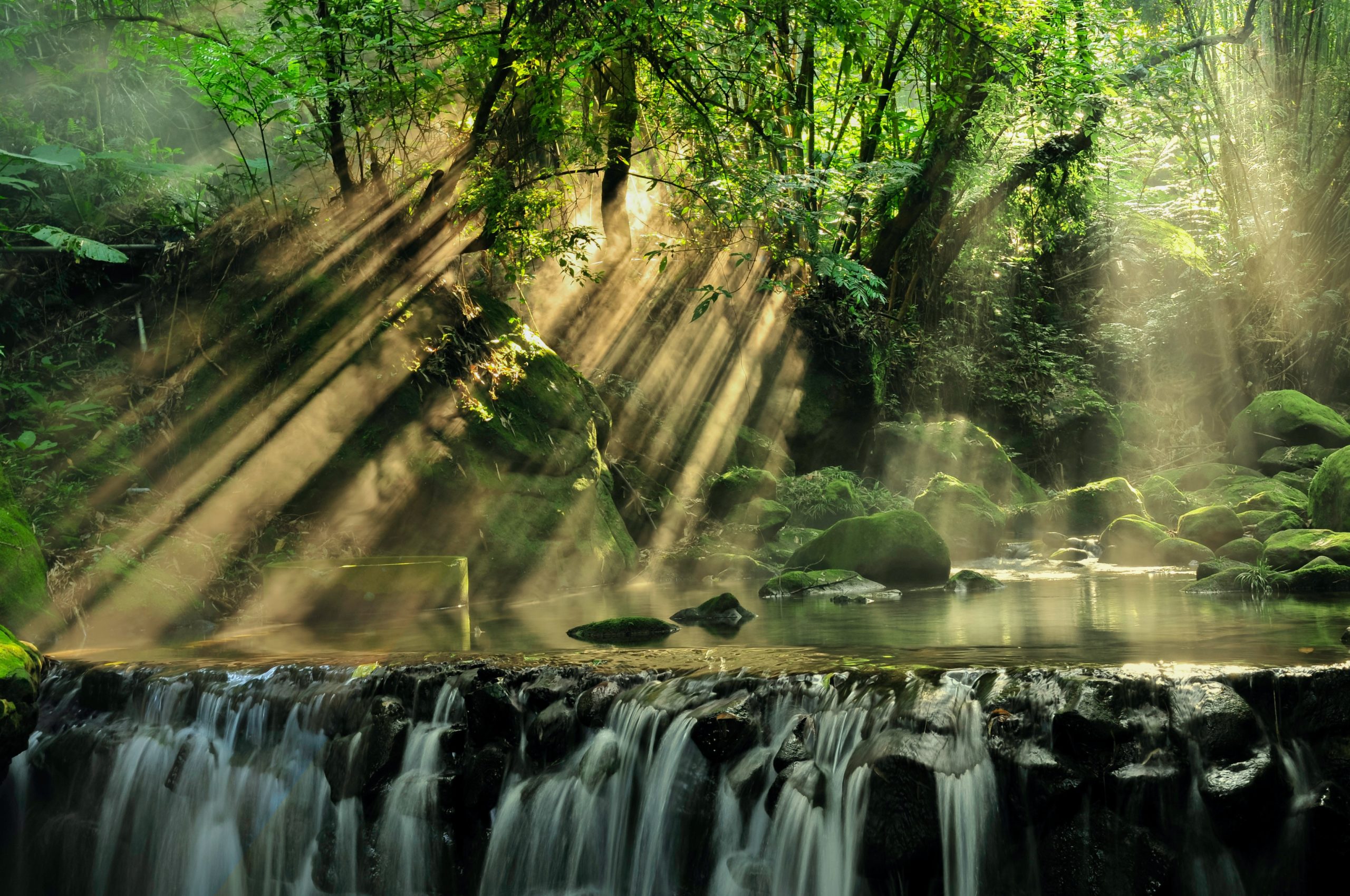 Rainforest