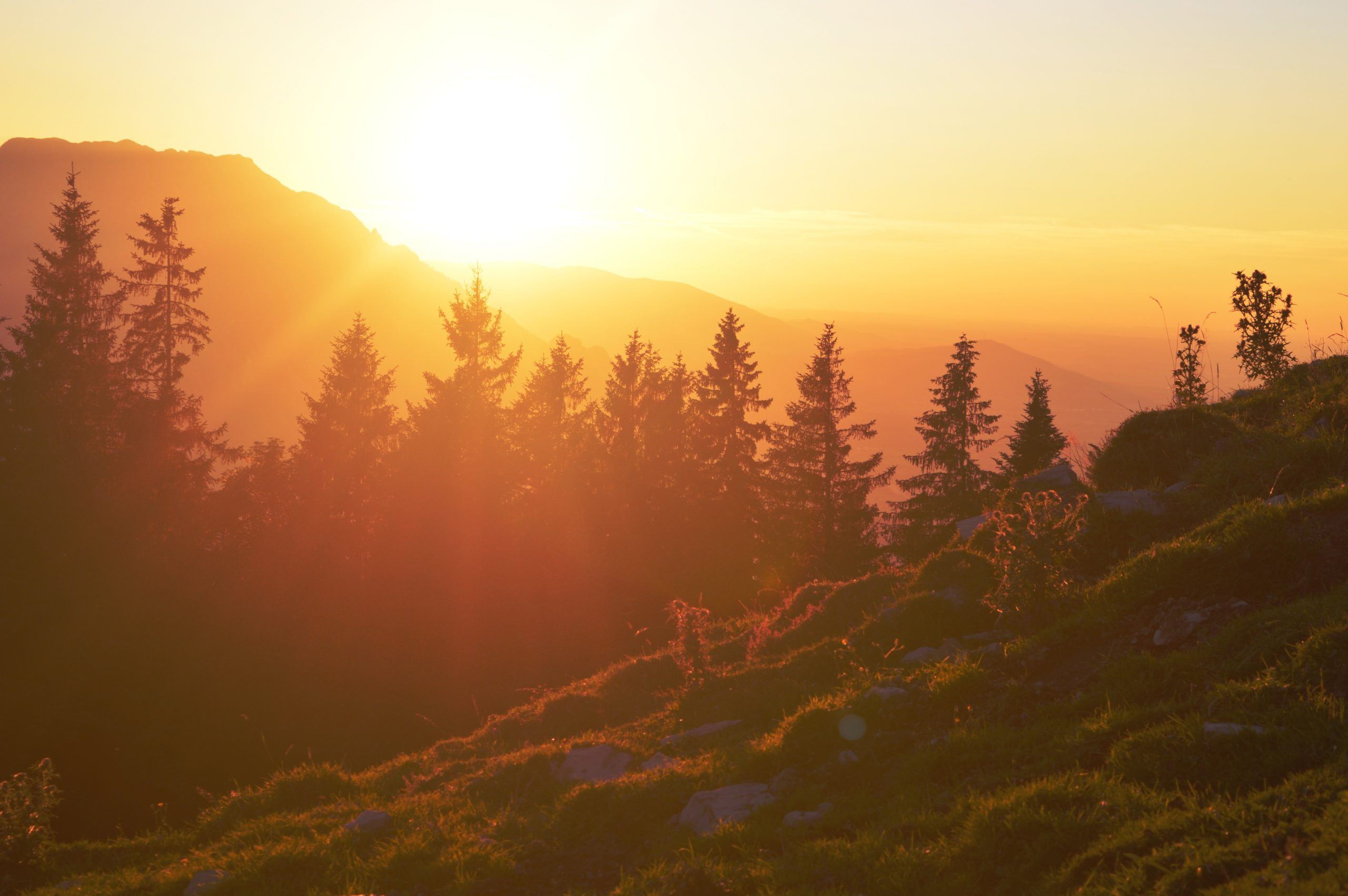 Sunrise over forest
