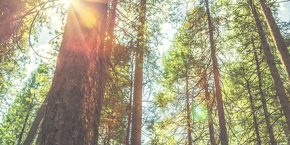 a sunlight forest