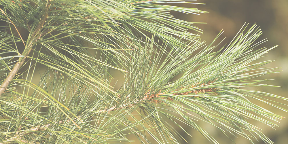 close up of a pine branch