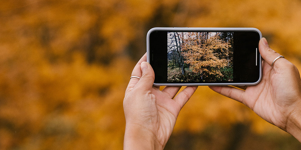 taking a photo of a tree with a smartphone