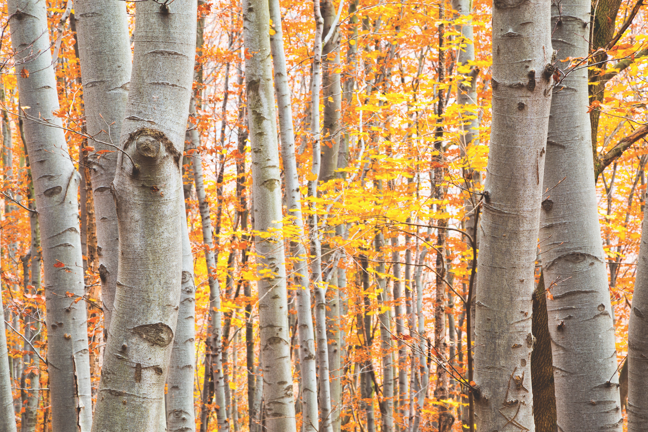 View through tree trunks of a birch forest in autumn or fall with vibrant yellow leaves showing the changing seasons
