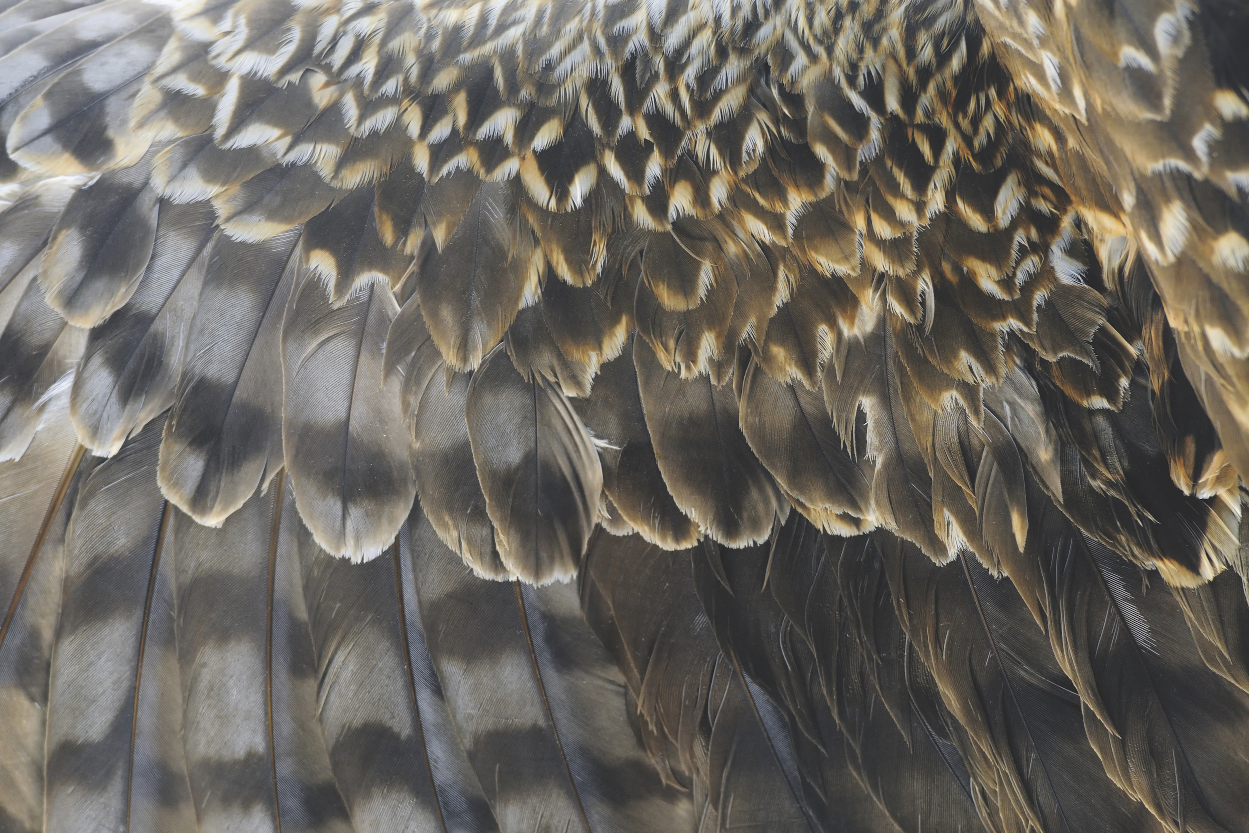 Close-up Texture of Eagle's Wing