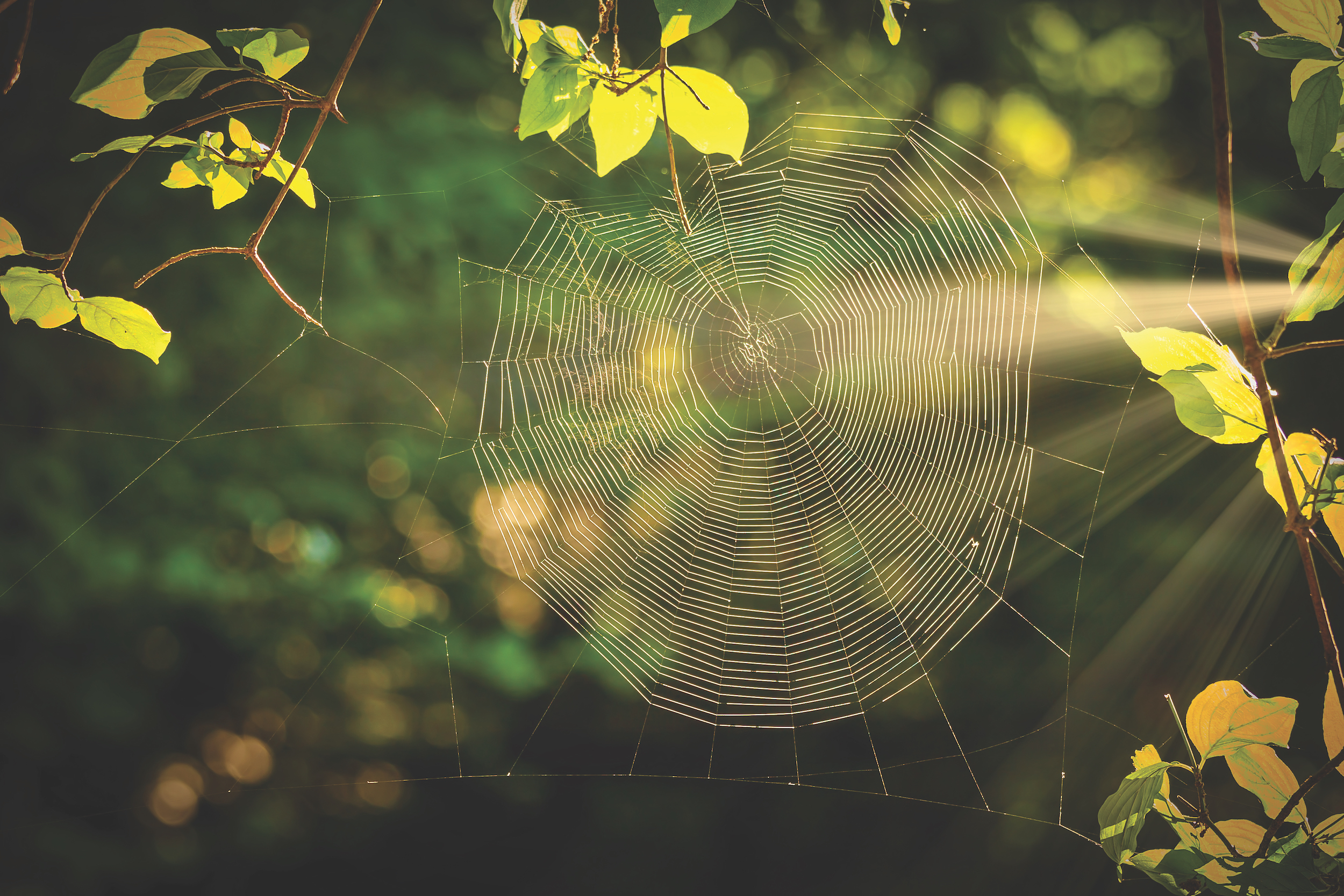 Spiderweb at sunrise light in the forest