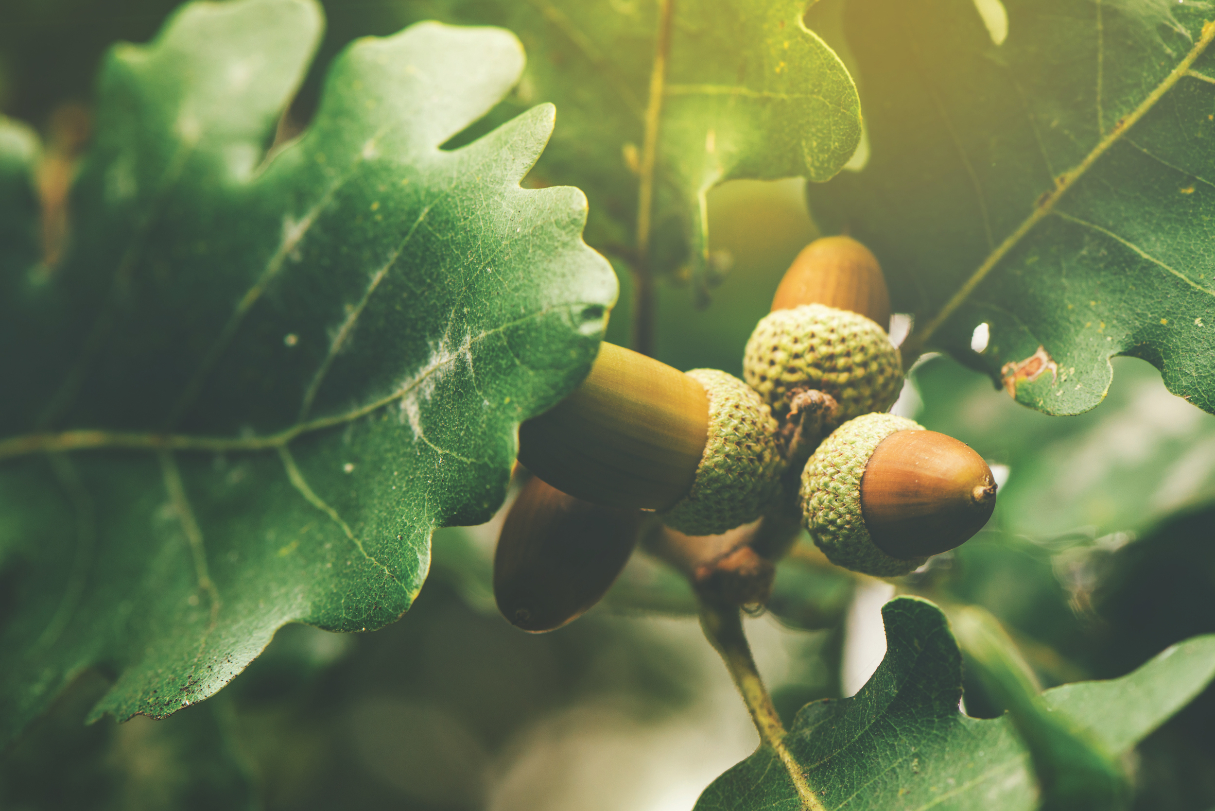 Oak tree branch acorn nut as beautiful autumn season background, selective focus