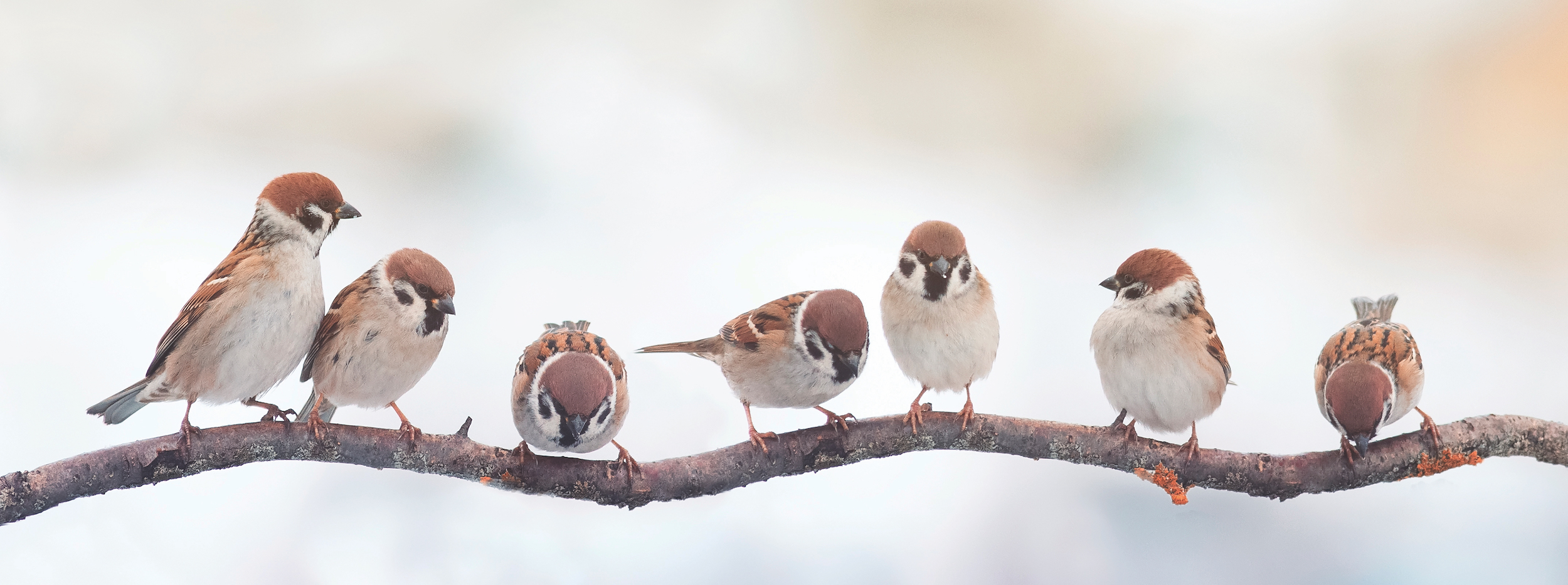 A lot of small funny birds sparrows sitting on a branch on the panoramic picture