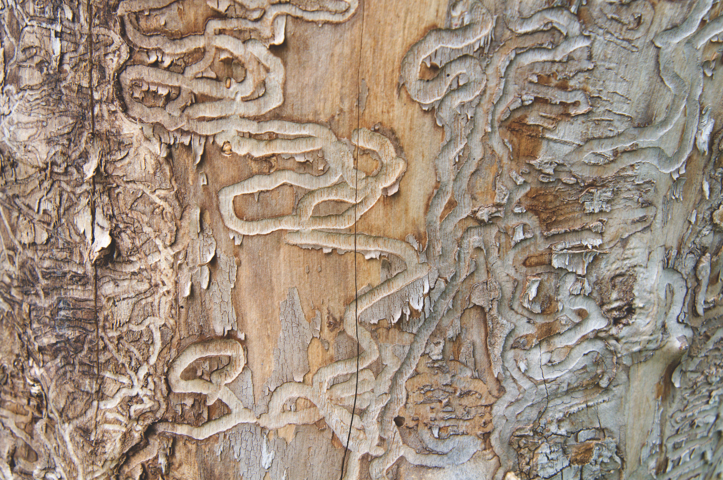 Traces of the emerald ash borer on the trunk of a dead ash in Michigan - like the death sentence for the tree, written under the bark; the emerald ash borer (Agrilus planipennis or Agrilus marcopoli) is a non-native invasive insect from Asia; the green beetle, accidentally introduced by overseas shipping containers into the USA, spread from Michigan through the Midwest and threatens to kill most of the ash trees in North America; shallow DOF