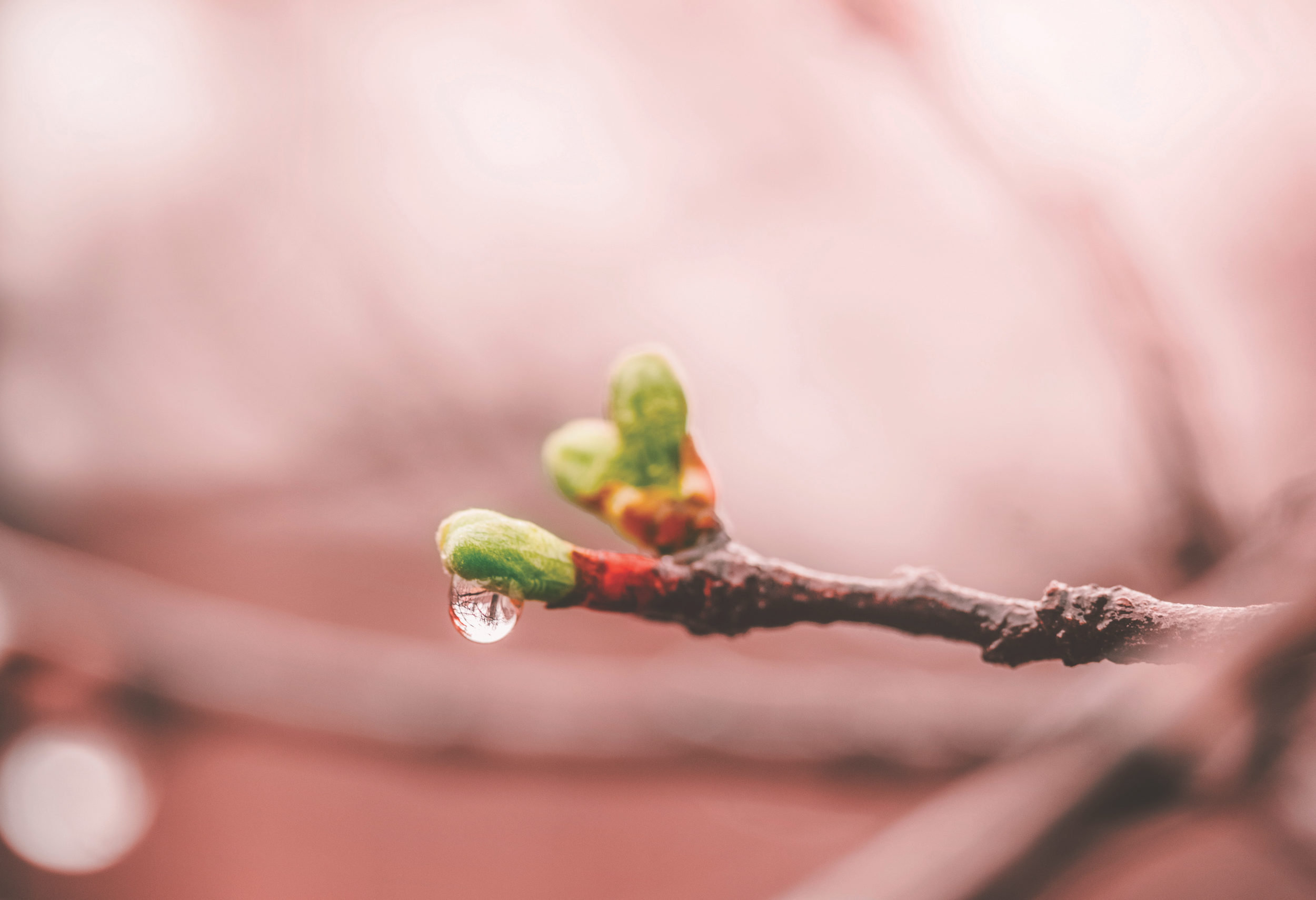 blossoming young green leaves in drops of a spring rain on branches of a plum tree