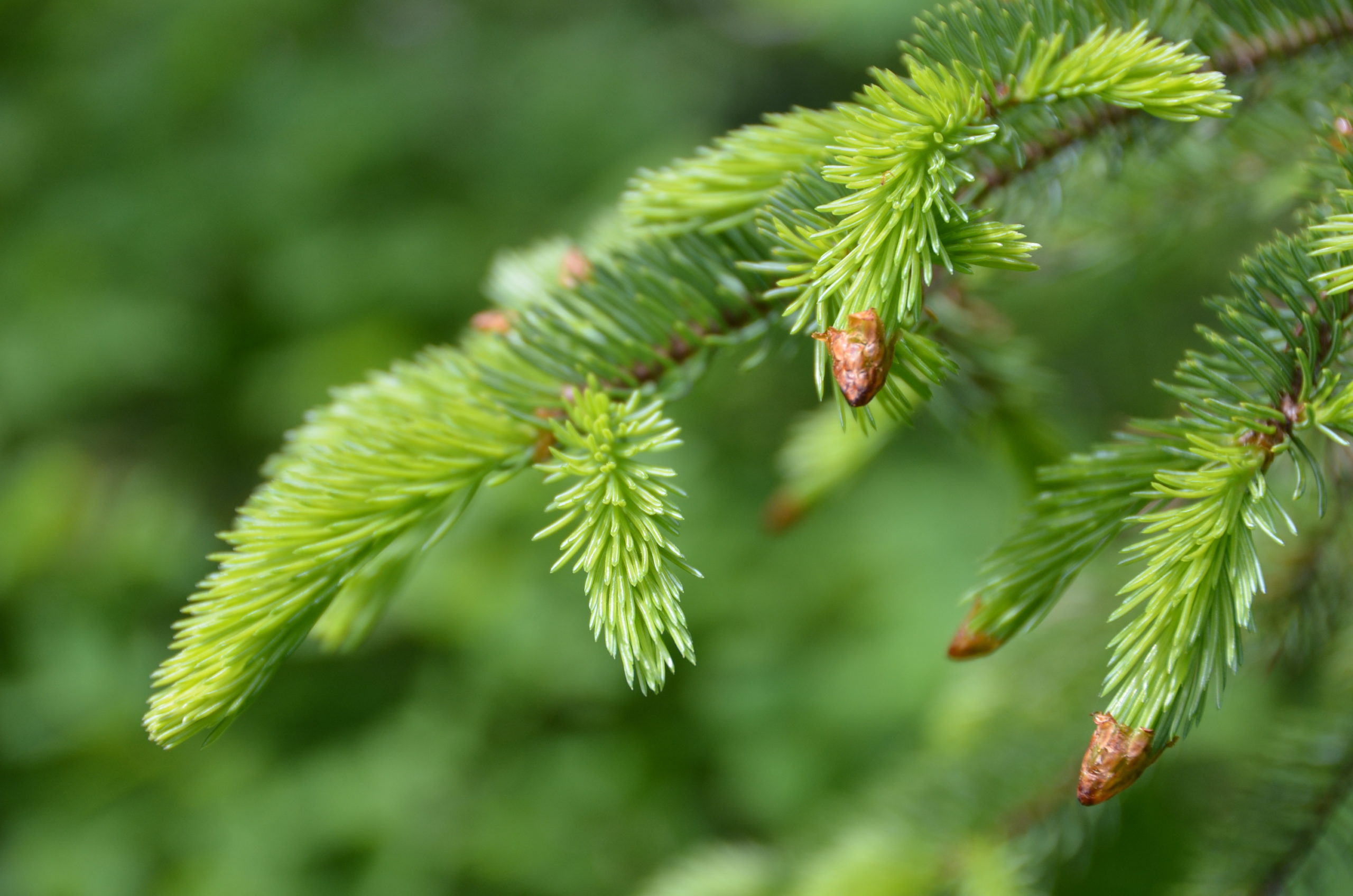 Close up on a coniferous tree branch