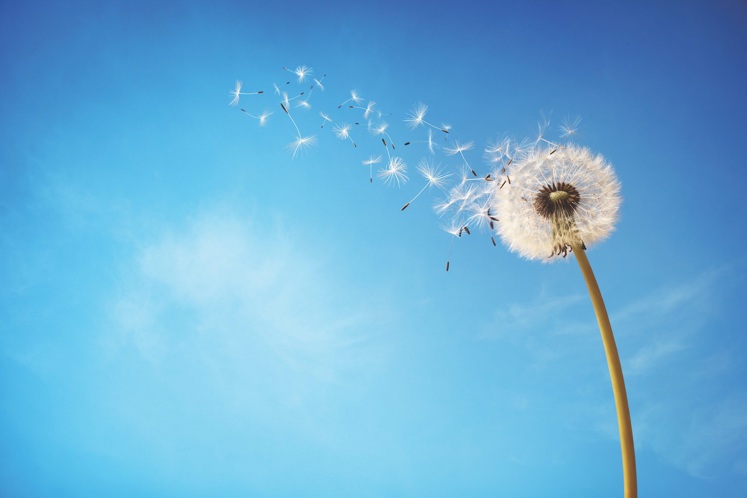 Dandelion with seeds blowing away in the wind across a clear blue sky with copy space