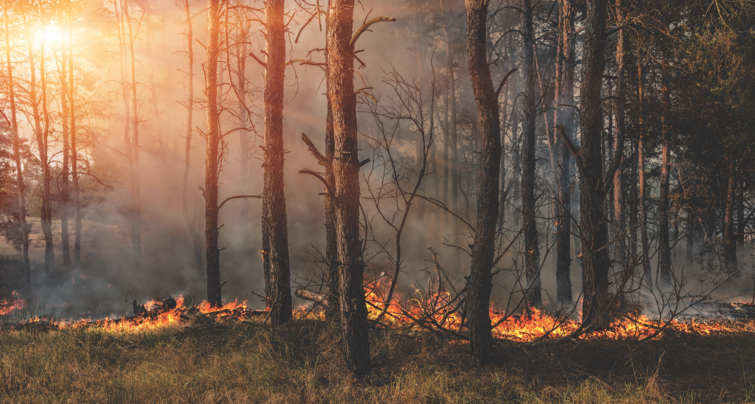 Forest fire and clouds of dark smoke in pine stands