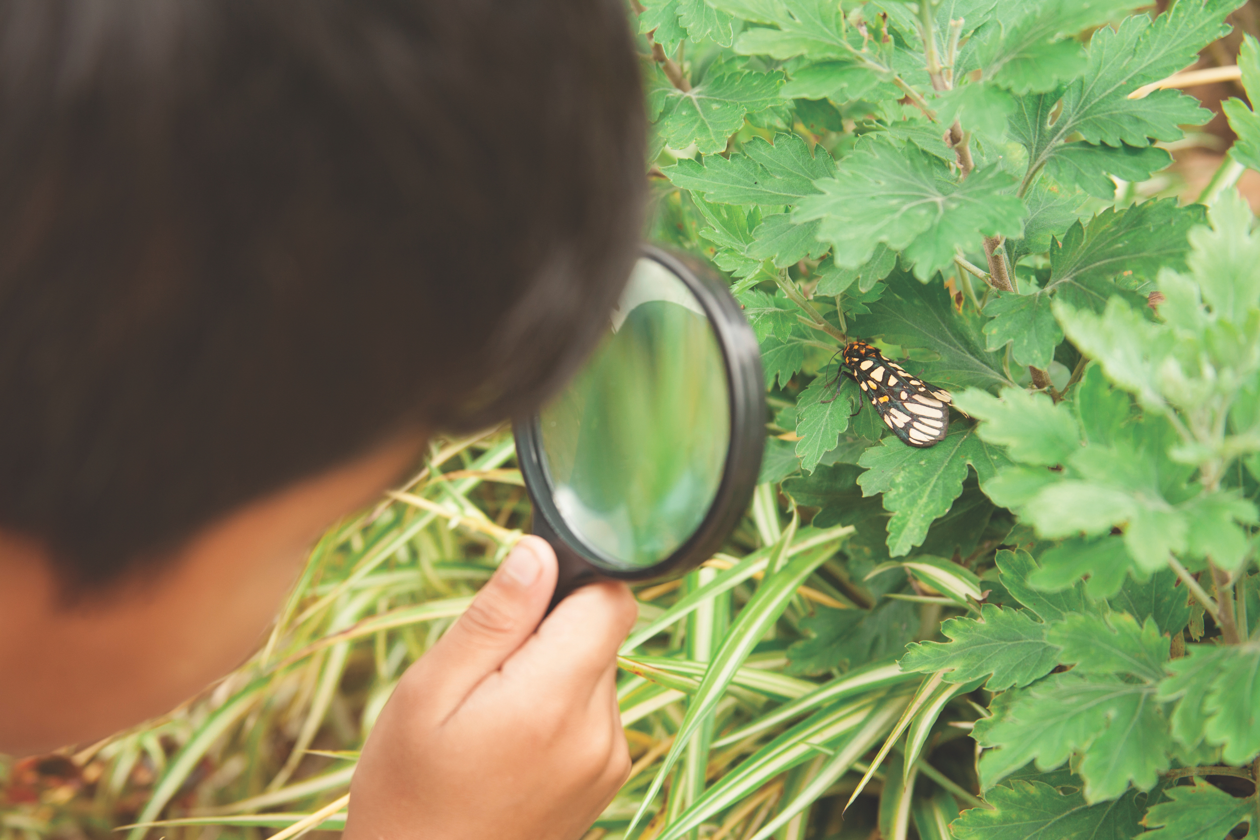 Elementary age boy uses magnifying glass to discover nature. This curious, student explorer excitedly investigates a butterfly, which has landed on a plant. They child is of Asian or Latin descent. Science, education themes.