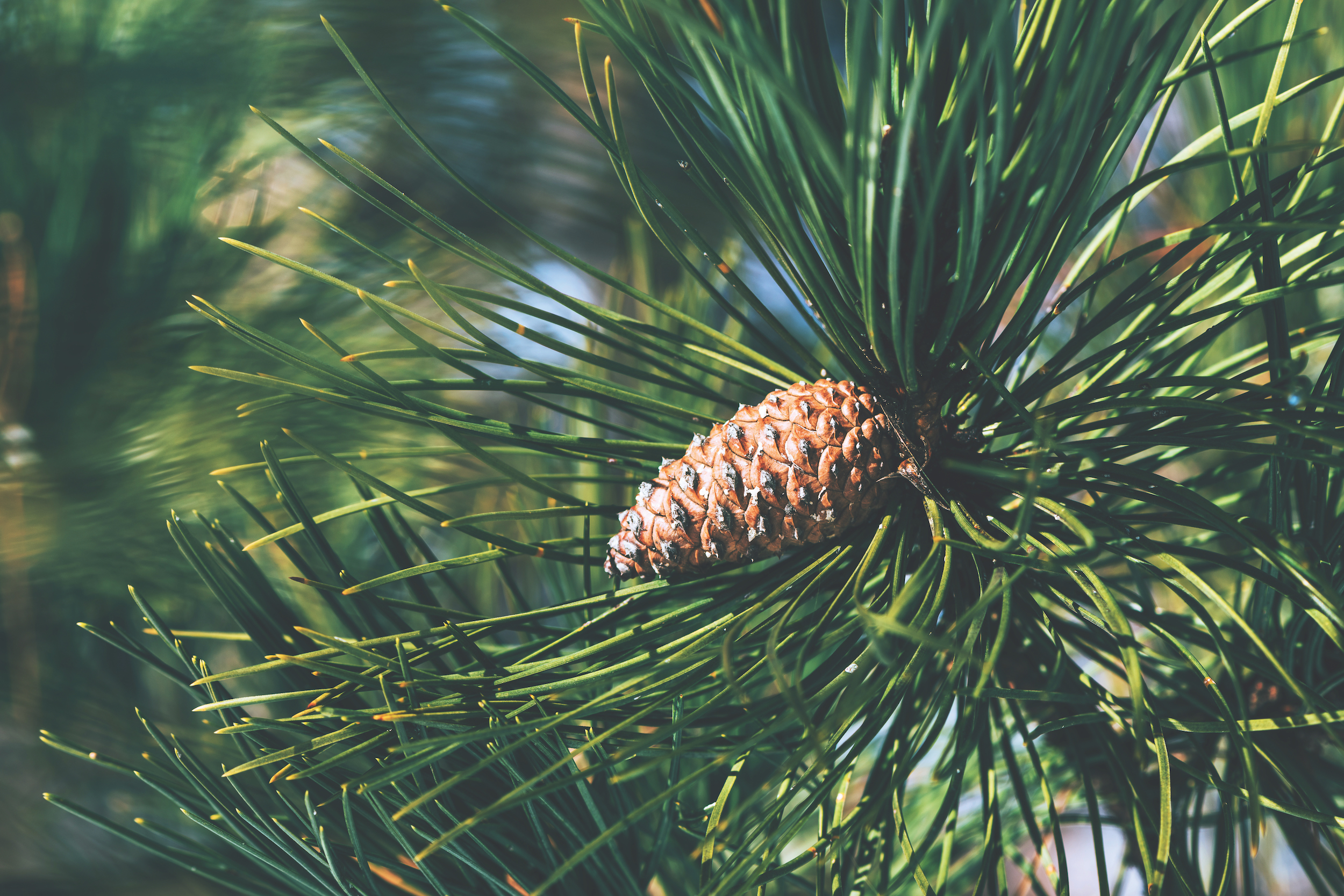 Pine cone on tree branch, close up with selective focus