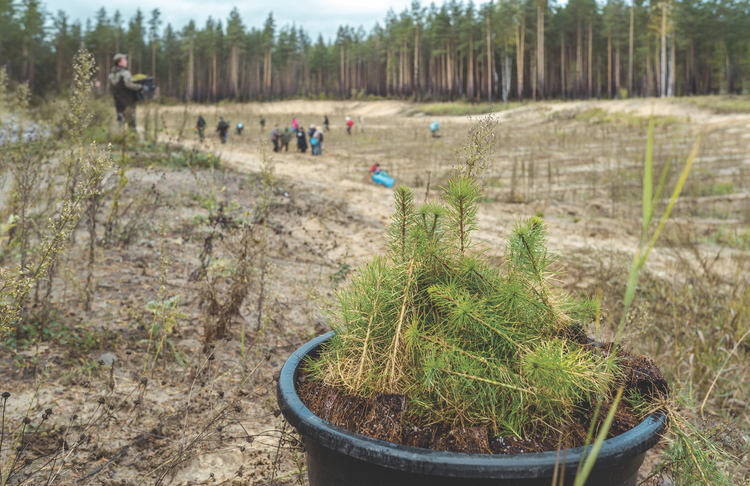 A seedlings of pine trees in bucket are ready to planting at a forest plantation. A volunteers are planting the seedlings on a empty forest glade. Shooting at cloudy autumn day
