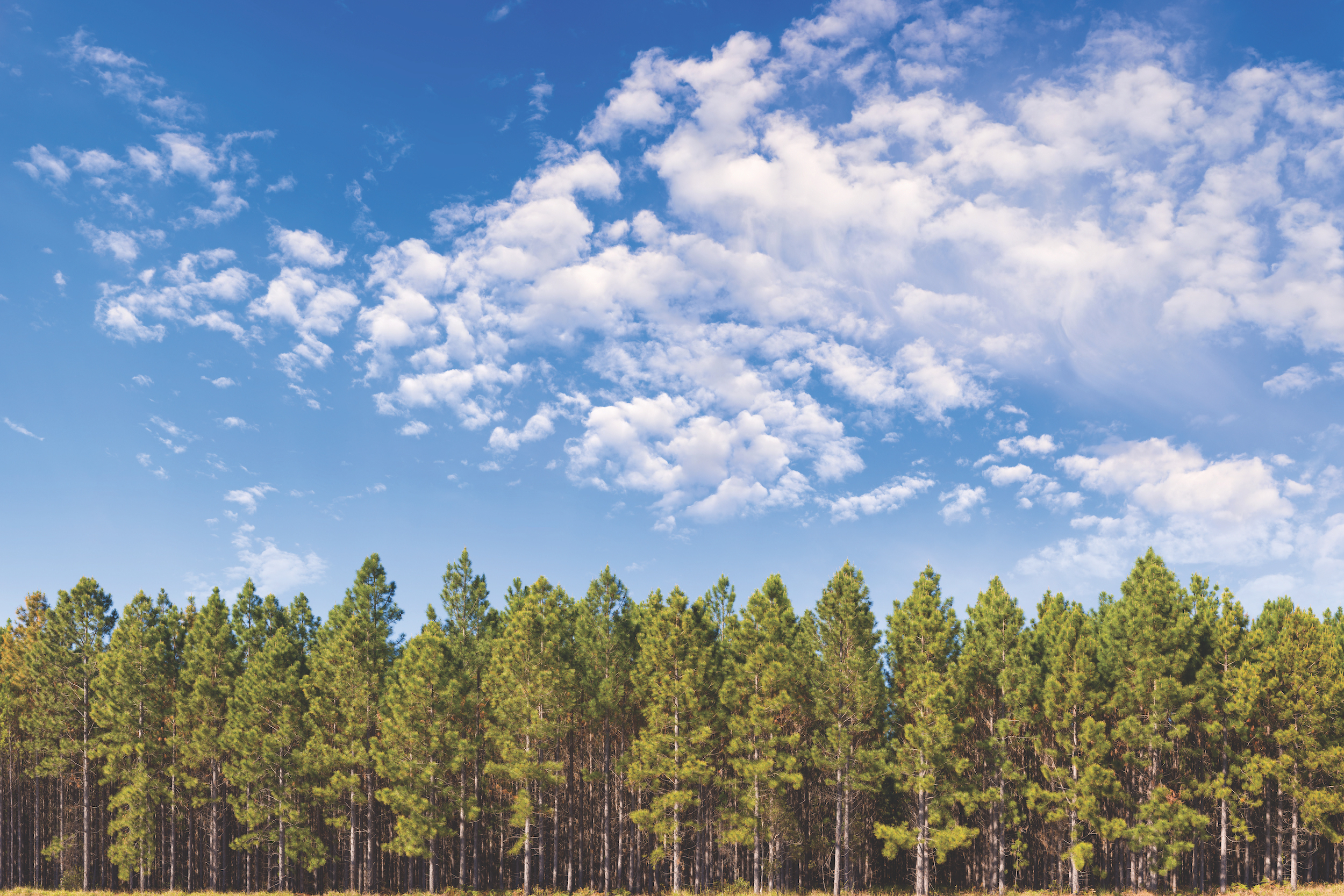 15000 x 10000 pixels. A pine plantation beneath a bright blue sky. This is a multi-frame composite and is suitable for printing extremely large.